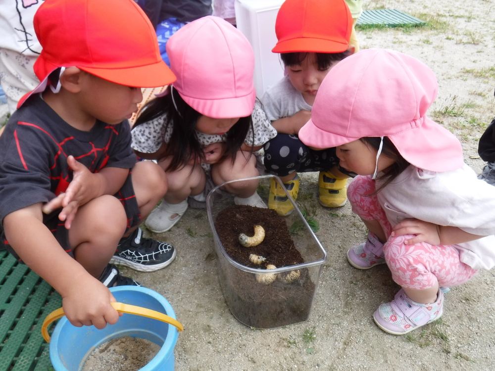 カブト虫の幼虫を観察