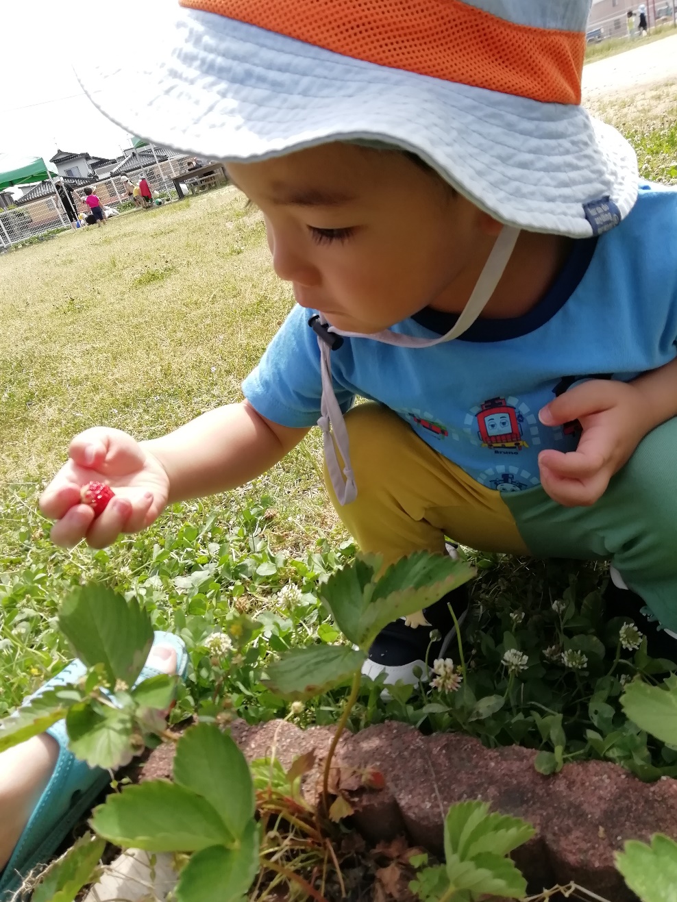 イチゴ発見