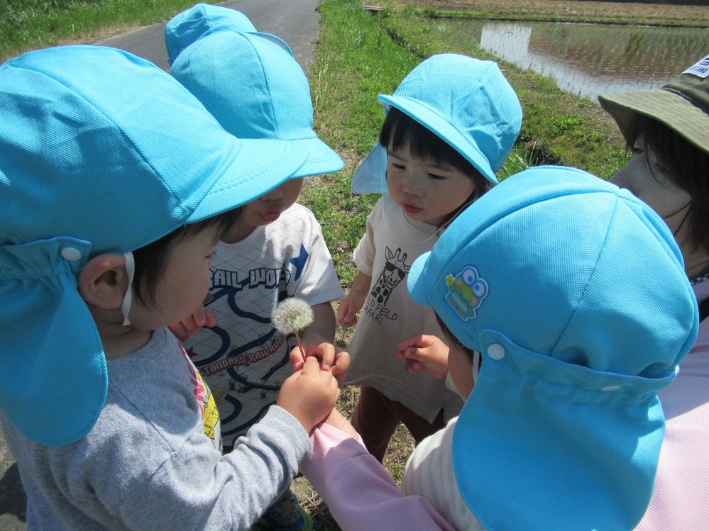 タンポポの綿毛