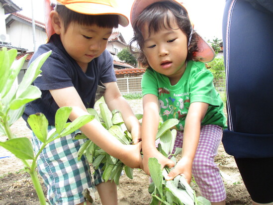 何の野菜