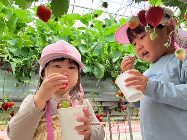 いちご狩り