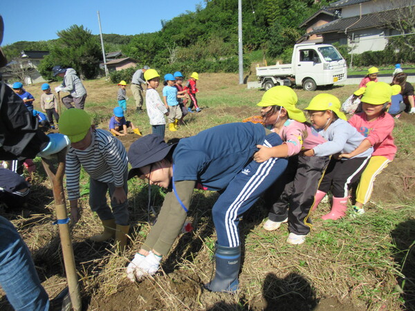 芋畑でお芋ほり