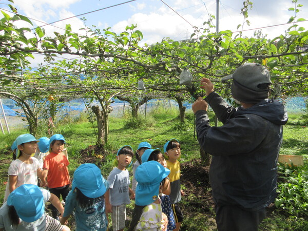 梨狩り