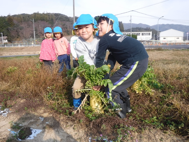 大根の収穫