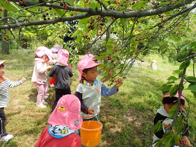 桜の実を集めたよ。