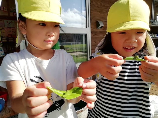 蝶々の幼虫