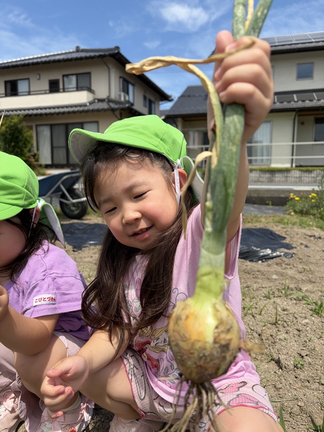 たまねぎ