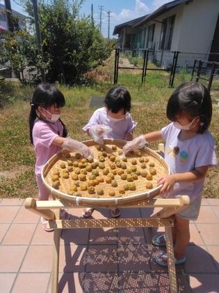 梅干し作り