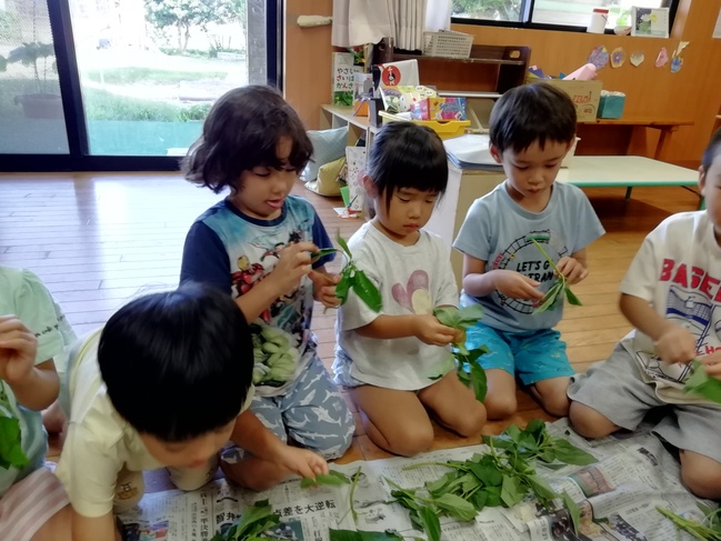 給食に食べるモロヘイヤ