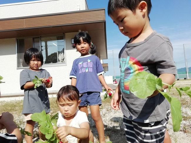はつか大根